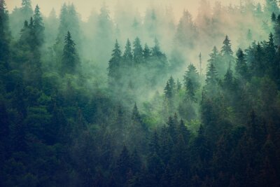 La cime des arbres dans la brume