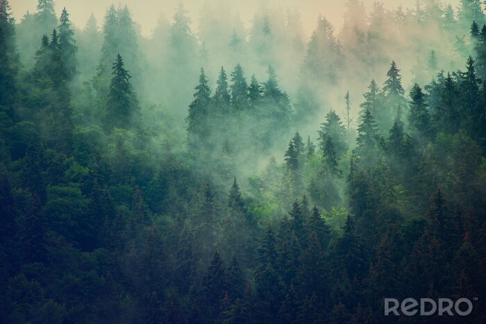 Poster  La cime des arbres dans la brume
