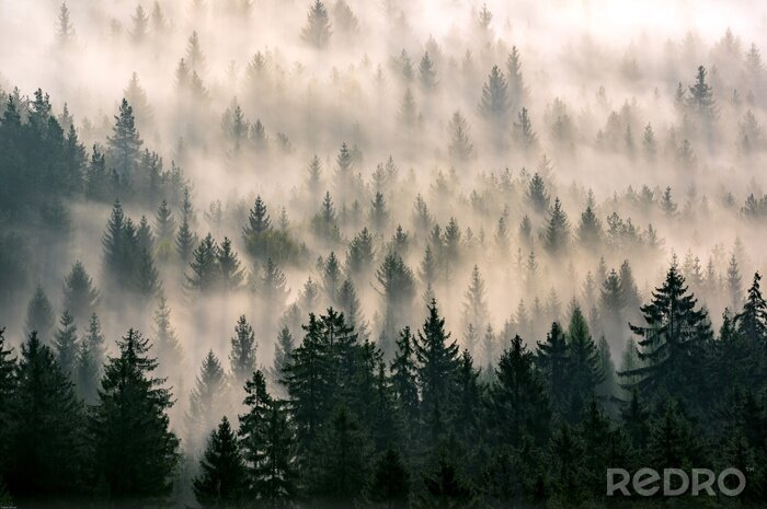Poster  La forêt derrière le brouillard