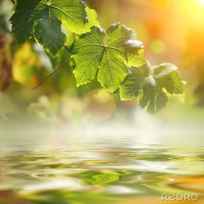 Poster  La nature au bord de l'eau et le soleil