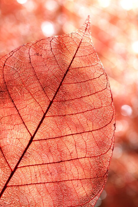 Poster  La nature comme une feuille d'automne