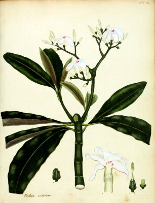 Poster  La nature d'une fleur blanche qui fleurit