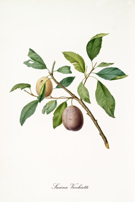 Poster  La nature d'une prune fleurie sur une brindille