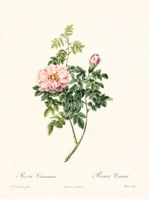 Poster  La nature d'une rose en développement sur une brindille