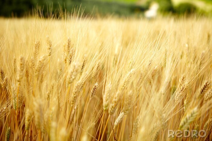 Poster  La nature dans le champ de l'agriculteur
