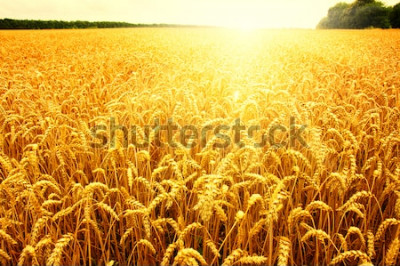 Poster  La nature de l'été plein de blé