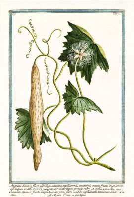 Poster  La nature de la gurdlina tropicale