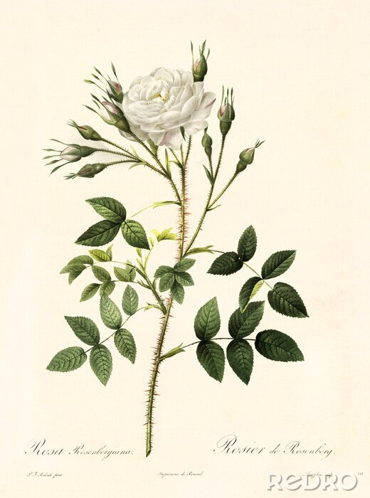 Poster  La nature de la rose blanche qui fleurit