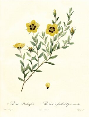 La nature des fleurs jaunes sur les rameaux
