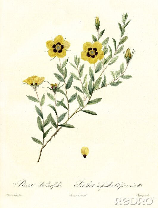 Poster  La nature des fleurs jaunes sur les rameaux