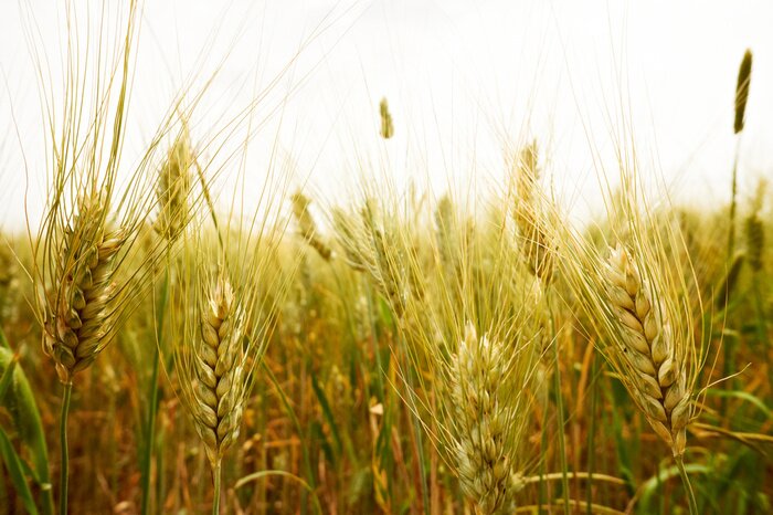 Poster  La nature des prairies pleines de blé