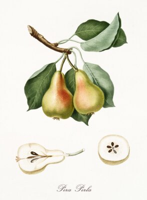 Poster  La nature du développement d'une poire sur une branche