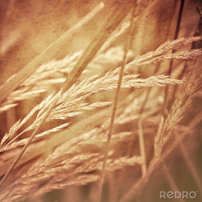 Poster  La nature en sépia