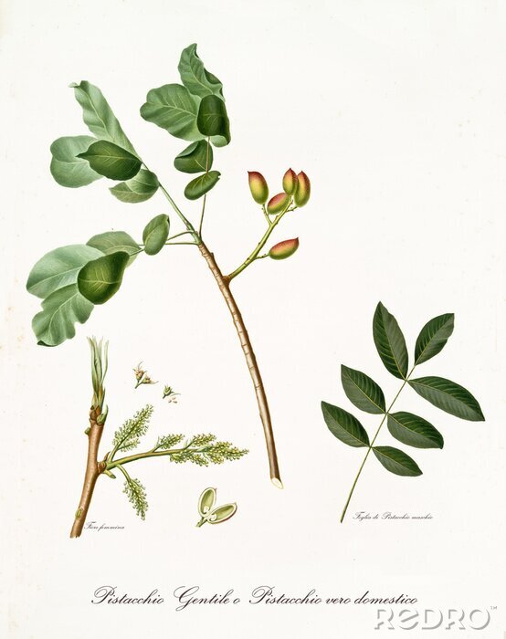 Poster  La nature et la botanique du pistachier illustré