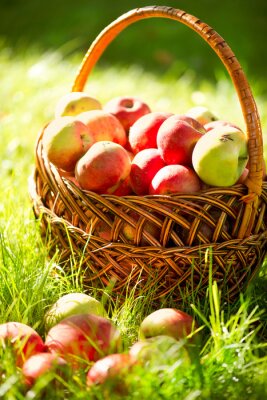 La nature et un panier de pommes colorées