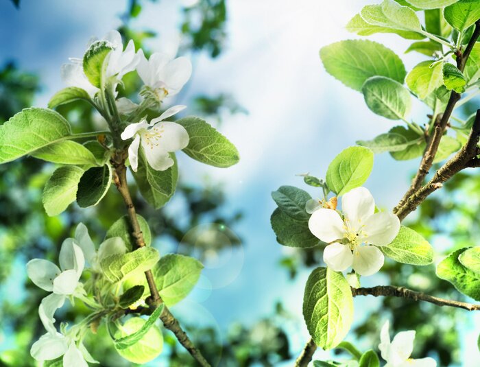 Poster  La nature sous forme de fleur de pommier