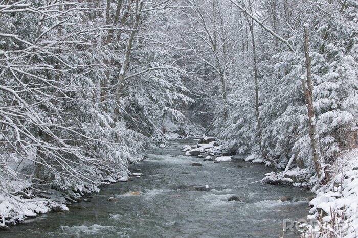 Poster  La neige recouvre les arbres de pins sur le côté d'une rivière en hiver.