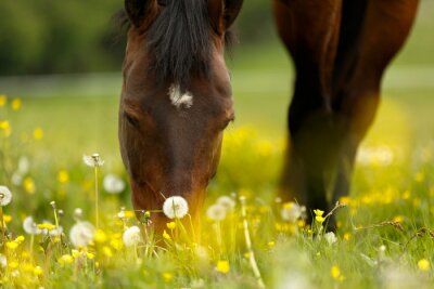 La tête d'un cheval cachant sa bouche dans l'herbe