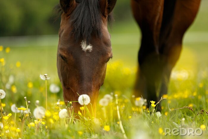 Poster  La tête d'un cheval cachant sa bouche dans l'herbe