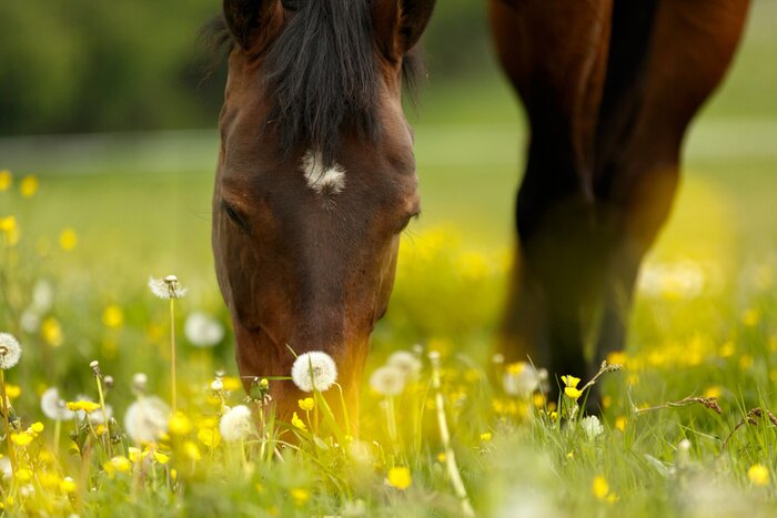 Poster  La tête d'un cheval cachant sa bouche dans l'herbe