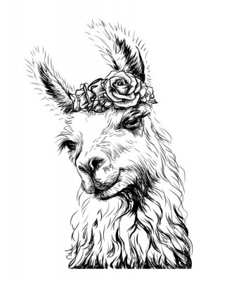 Poster  Lama noir et blanc avec une couronne sur la tête