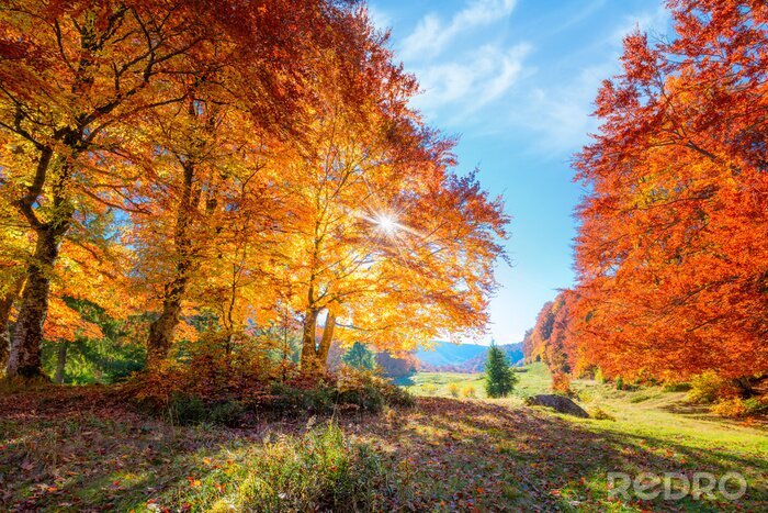 Poster  Landscape of Autumnal forest with real sun and orange trees on meadow