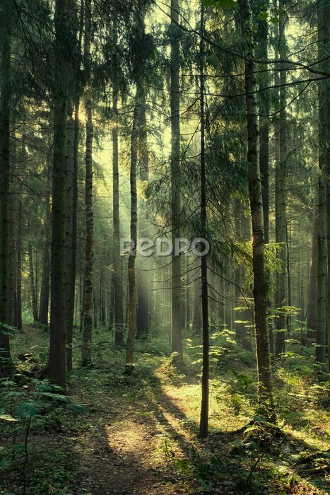 Poster  Landscape, rays of the sun in a dark magic pine forest