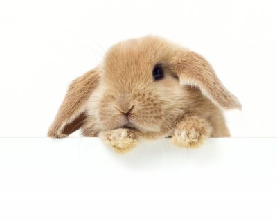 Poster  Lapin mignon. Close-up portrait sur un fond blanc