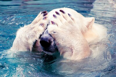 Poster  Large polar bear swimming in cold water