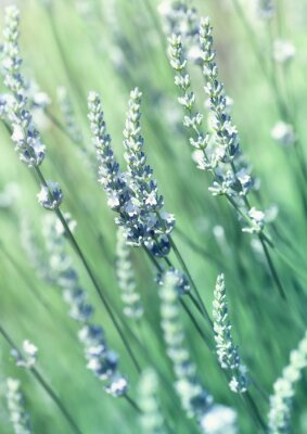 Lavande blanche éthérée