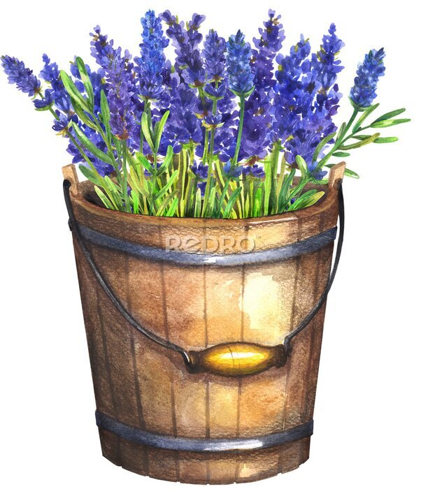 Poster  Lavande dans un seau en bois