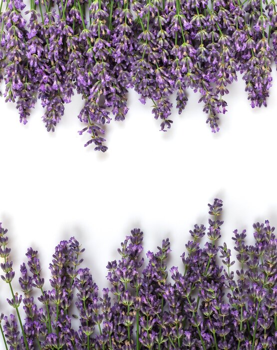 Poster  Lavande disposée en deux monticules