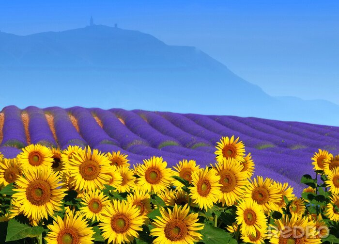 Poster  Lavande et tournesols dans le champ