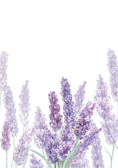 Poster  Lavande pastel légèrement estompée