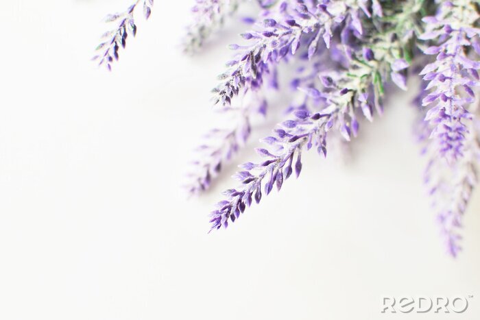 Poster  Lavender branch on a white background