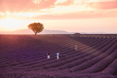 Poster  Lavender rows lines at sunset, Provence fields landscape, France.