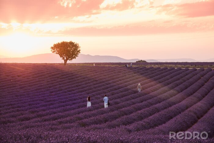 Poster  Lavender rows lines at sunset, Provence fields landscape, France.