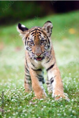 Poster  Le bébé tigre du Bengale se promène dans une prairie.