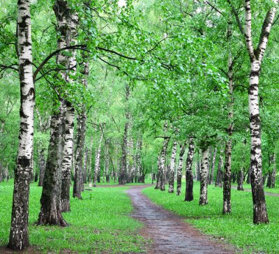 Le chemin à travers le bosquet de bouleaux