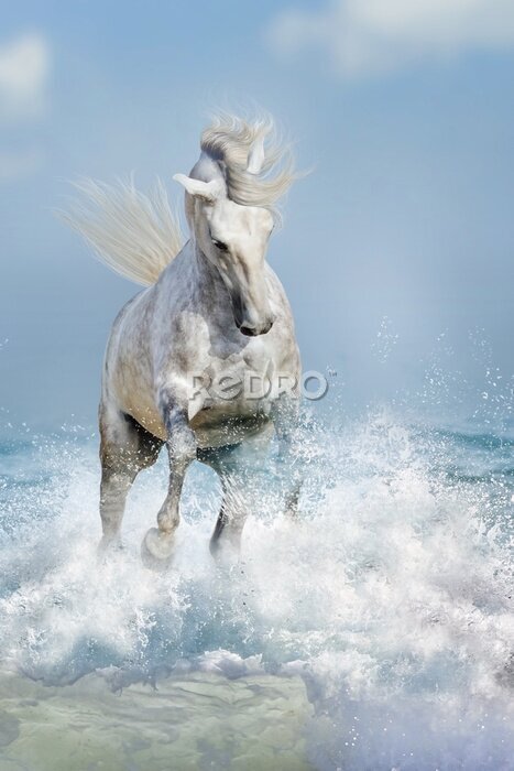 Poster  Le cheval blanc galop à travers les vagues rugueuses