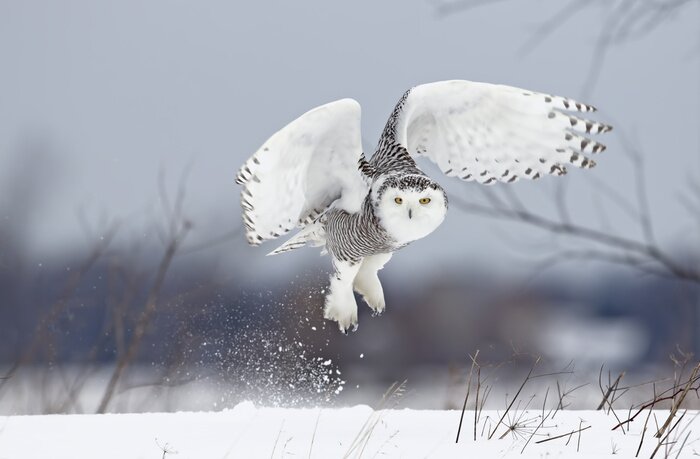 Poster  Le harfang des neiges (Bubo scandiacus) se lève pour chasser sur un champ recouvert de neige au Canada