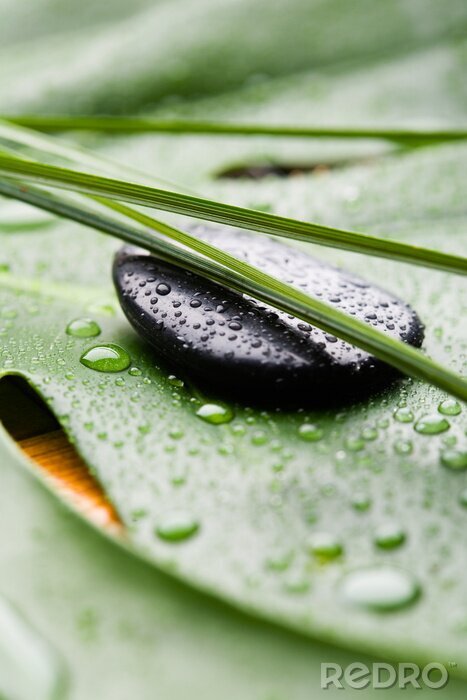 Poster  Le pouvoir de guérison de la nature