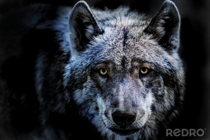 Poster  Le regard perçant d'un loup
