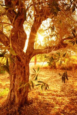 Le soleil passant à travers la cime d'un arbre
