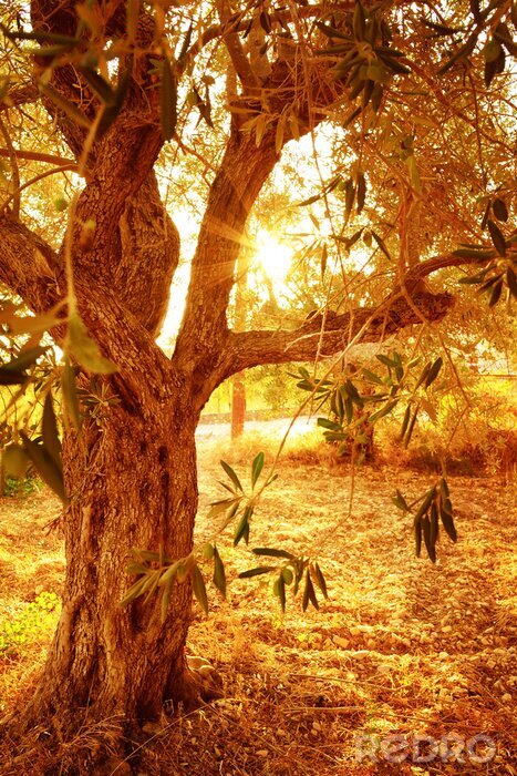 Poster  Le soleil passant à travers la cime d'un arbre