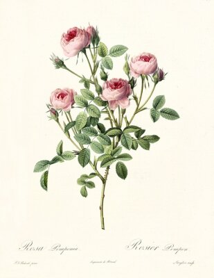 Poster  Le thème de la nature illustrant des roses sur une branche