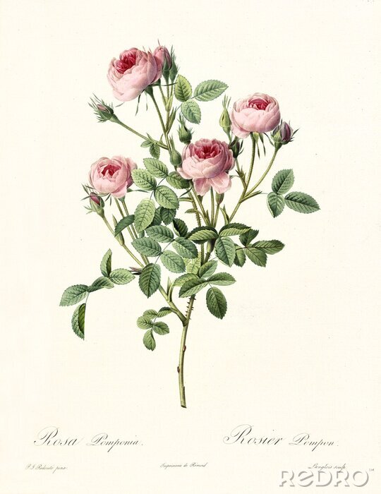 Poster  Le thème de la nature illustrant des roses sur une branche