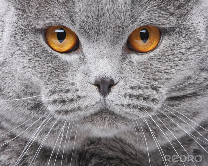 Poster  Le visage de Brit