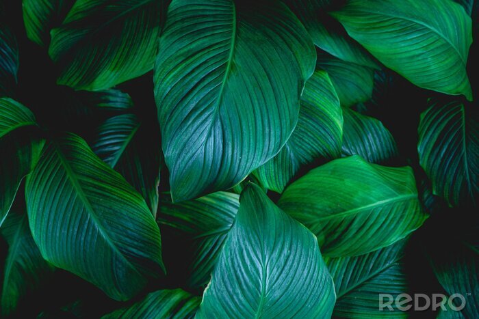 Poster  leaves of Spathiphyllum cannifolium, abstract green texture, nature background, tropical leaf