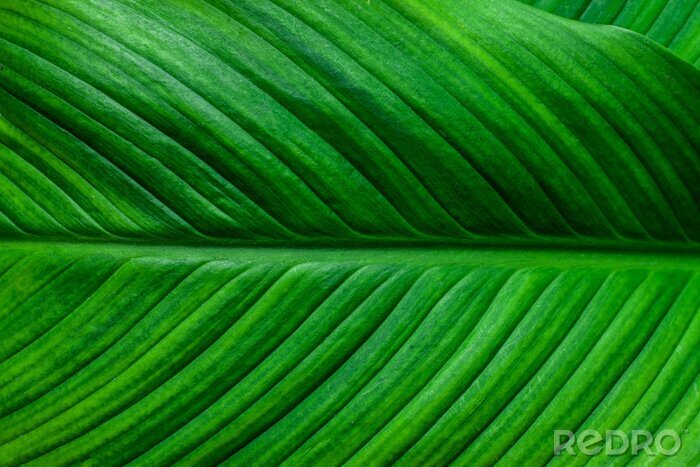 Poster  leaves of Spathiphyllum cannifolium, abstract green texture, nature background, tropical leaf
